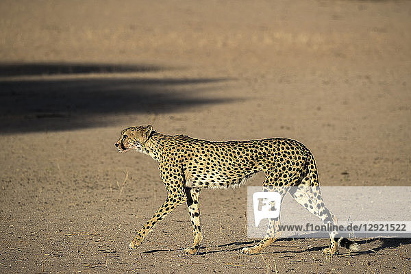 Cheetah (Acinonyx jubatus) Kgalagadi Transfrontier Park South Africa Africa