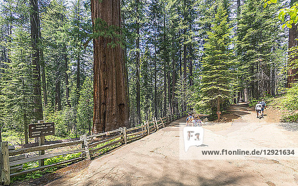 Riesenmammutbäume  Yosemite Valley  UNESCO-Welterbe  Kalifornien  Vereinigte Staaten von Amerika  Nordamerika
