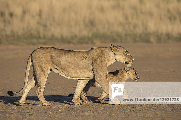 Lioness with cub (Panthera leo) Kgalagadi Transfrontier Park South Africa Africa