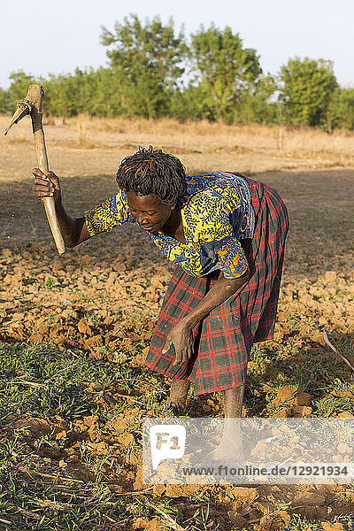 Women's cooperative member digging a field in Karsome  Togo  West Africa