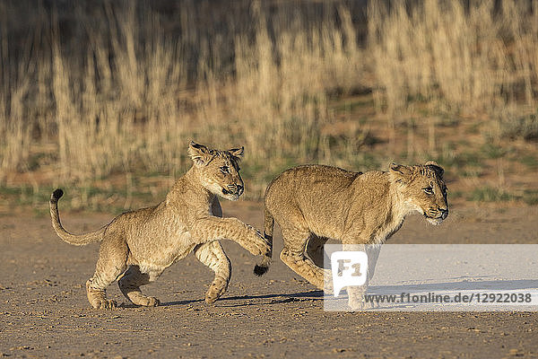 Lion cubs (Panthera leo) playing Kgalagadi Transfrontier Park South Africa Africa