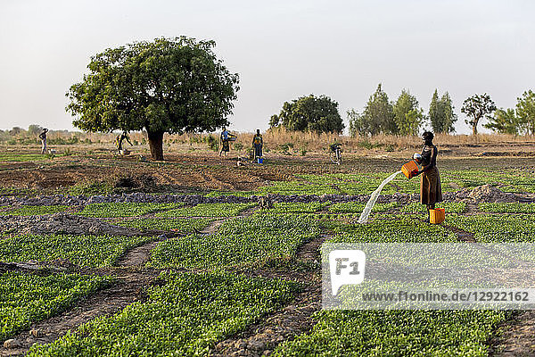 Togolesische Frau bewässert ein Feld in Karsome  Togo  Westafrika