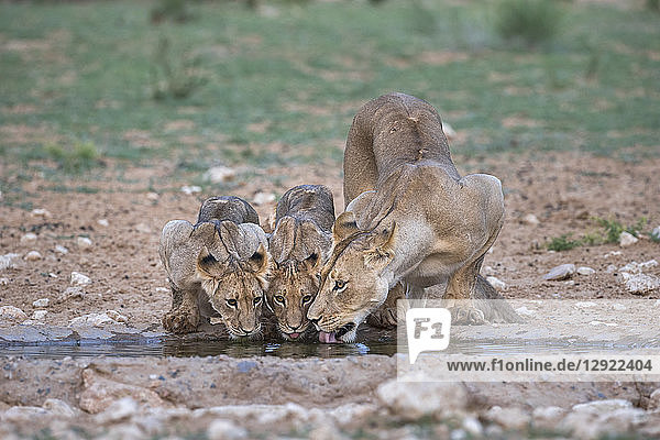 Löwen (Panthera leo) beim Trinken  Kgalagadi Transfrontier Park  Südafrika  Afrika