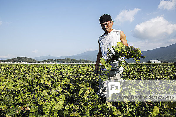 Japanese farmer standing in a field  holding soy bean plants.