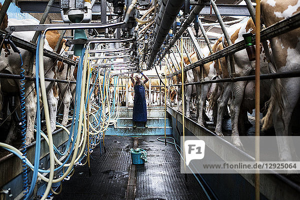 Man wearing apron standing in a milking shed  milking Guernsey cows.