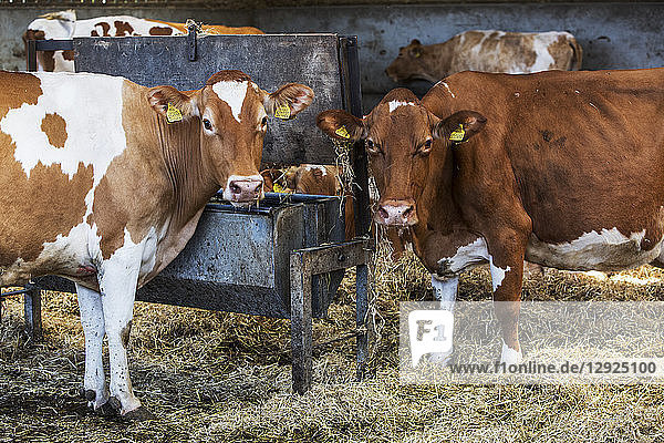 Zwei Guernsey-Kühe stehen in einem Stall  fressen Heu und schauen in die Kamera.