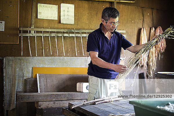 Japanischer Mann in einer Werkstatt  der Pflanzenzweige hält und die Faser zur Herstellung von traditionellem Washi-Papier abstreift.