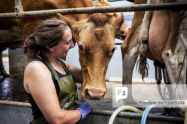 Junge Frau mit Schürze  die in einem Melkstall mit Guernsey-Kühen steht.
