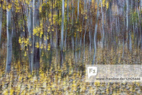 Unscharfe Bewegung  ein Espenwald im Herbst  gerade weiße Baumstämme  abstrakt.