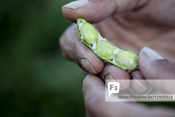 High angle close up of farmer holding Edamame beans in his palm.