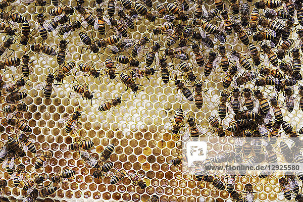 Nahaufnahme von Bienen und Waben in einem hölzernen Bienenstock.
