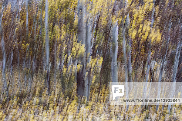 Blurred motion  a forest of aspen trees in autumn  straight white tree trunks  abstract.
