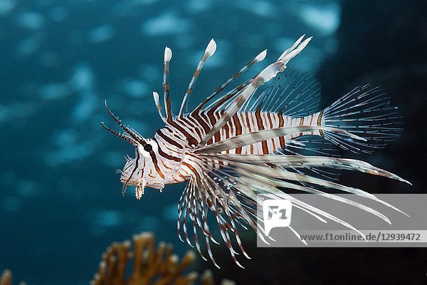 Indian Lionfish  Pterois miles  Brother Islands  Red Sea  Egypt.