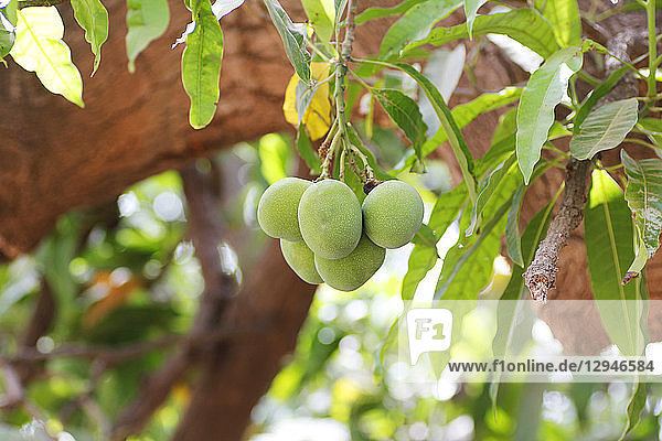 Mangos auf dem Baum
