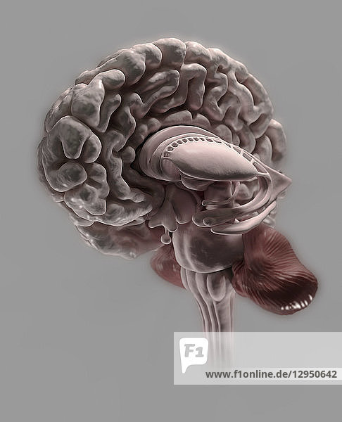 Computergeneriertes Modell eines Querschnitts durch das menschliche Gehirn