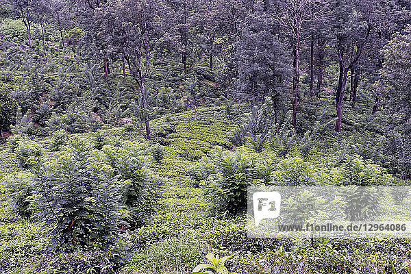 Sri Lanka. Teeplantage in der Region Nuwara Eliya. Teeplantage und Wald.