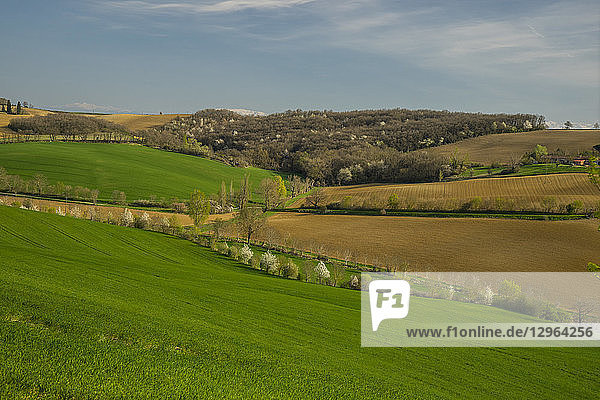 Frankreich  Okzitanien  Lauragais  Haute Garonne  Weizenknospung im Frühjahr