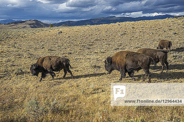 USA  Wyoming  Yellowstone-Nationalpark  Bisons im Norden des Parks UNESCO-Welterbe