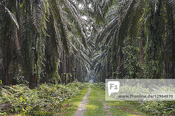 Path in an oil palm plantation  near Bukit Lawang  Sumatra  Indonesia