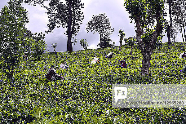 Sri Lanka. Madulkelle plantation  workers in the tea plantation picking young shoots.