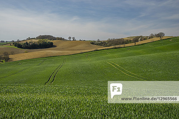 Frankreich  Okzitanien  Lauragais  Haute Garonne  knospender Weizen im Frühling