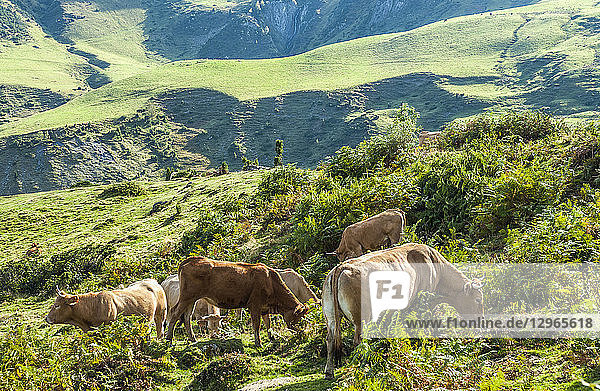 France  Pyrenees National Park  Val d'Azun  free cows at the col du Soulor (mountain pass)