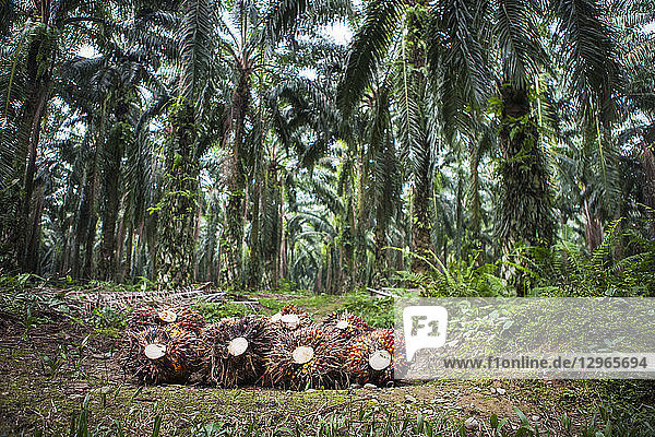 Palm oil fruit on the ground in a plantation  it is from the fruit that is extracted the palm oil  near Bukit Lawang  Sumatra  Indonesia