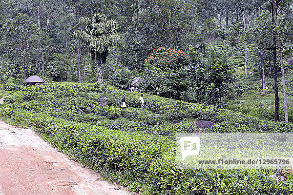 Sri Lanka. Teeplantagen bei Madulkelle.