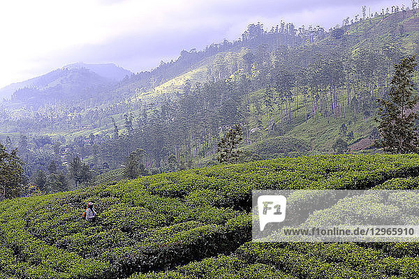 Sri Lanka. Teeplantagen  Gebiet Hatton. Frauen  die junge Teeblätter ernten