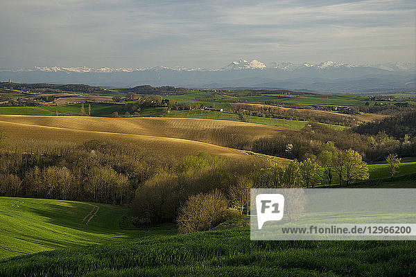 France Occitanie Lauragais Haute Garonne budding wheat at spring Pyrenees at the background
