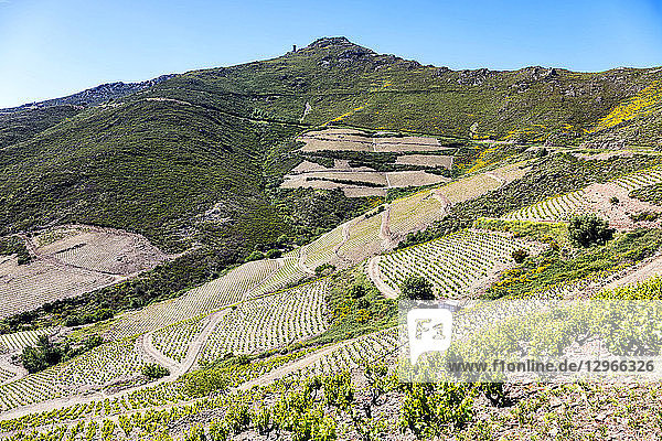 Weinberg von Collioure-Banyuls,  gesehen von der Küste von Vermeille,  Pyrenees-Orientales,  Katalonien,  Languedoc-Roussillon,  Frankreich
