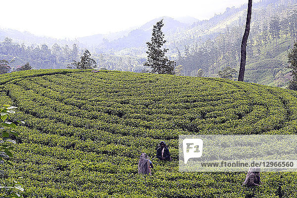 Sri Lanka. Tea plantations Hatton area. Women who harvest young tea leaves
