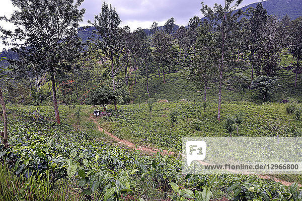 Sri Lanka. Teeplantagen bei Madulkelle. Im Hintergrund Schulmädchen  die von der Schule zurückkehren.