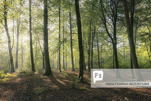 Morning mist in a beech woodland. Stockhill Wood  Mendip Hills Area of Outstanding Natural Beauty  Somerset  England.
