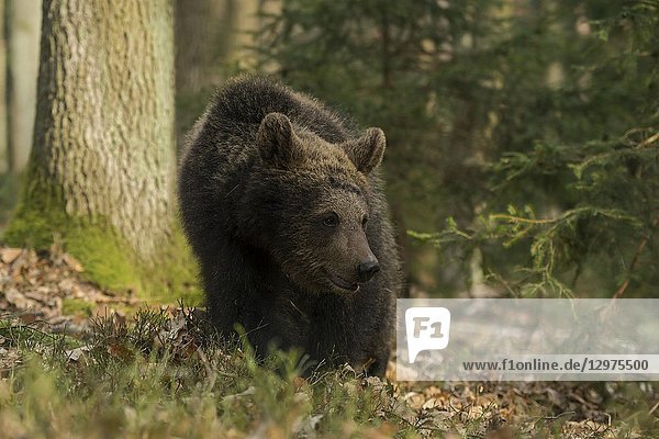 European Brown Bear ( Ursus arctos )  strolling through the forest  comes close  watches aside  seems to be curious  Europe.