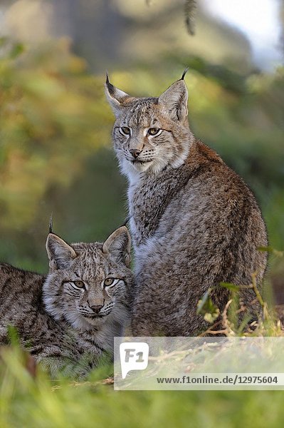 Eurasian Lynx ( Lynx lynx ) resting next to each other.
