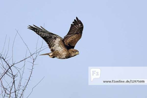 Common Buzzard ( Buteo buteo )  adult  taking off from a leafless bush  starts hunting flight  against clean blue sky  wildife  Europe.
