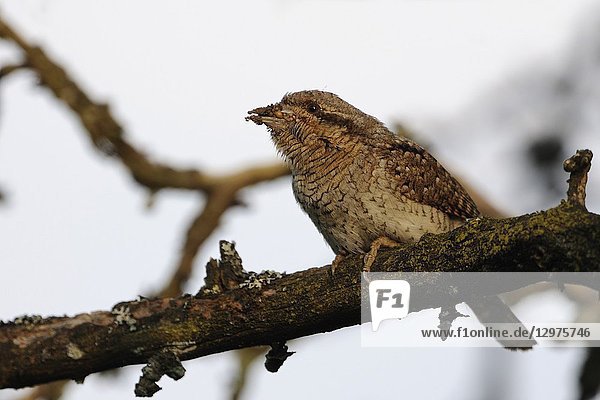 Eurasian Wryneck ( Jynx torquilla ) perched on a branch of an old pear tree with ant eggs and larvae in its beak to feed its fledlings.
