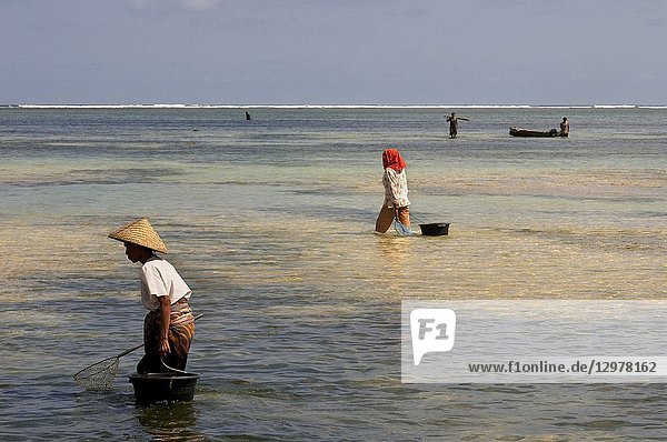 Women often walk along the shore of Kuta beach  a fisherman south of Lombok  looking for seaweed  which is prized for cooking. Kuta Lombok Indonesia.