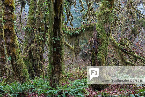 The Hoh Rain Forest in Washington state is one of only two such rain forests in North America.