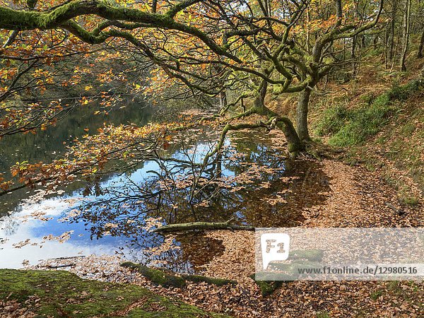 Oak tree and fallen autumn leaves at Guisecliff Tarn in Guisecliff Wood Pateley Bridge North Yorkshire England.