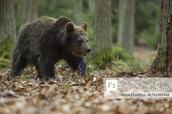 European Brown Bear (Ursus arctos)  young  walking / strolling through a forest  exploring its surrounding..