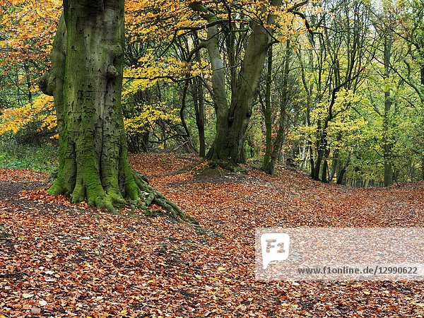 A carpet of fallen leaves in autumn woodland at Hornbeam Park Harrogate North Yorkshire England.