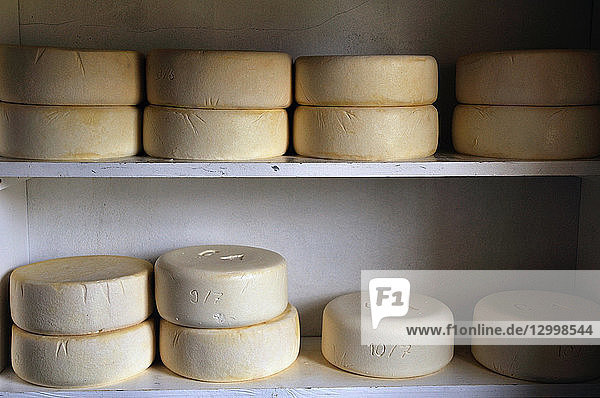 France,  Pyrenees Atlantiques,  Bearn,  Ossau Valley,  Artouste,  sheep cheese called Ossau Iraty,  Stephane Chetrit makes his cheese in mountain pastures