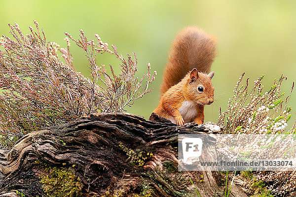 Rotes Eichhörnchen (Sciurus vulgaris)  Schottland  Vereinigtes Königreich