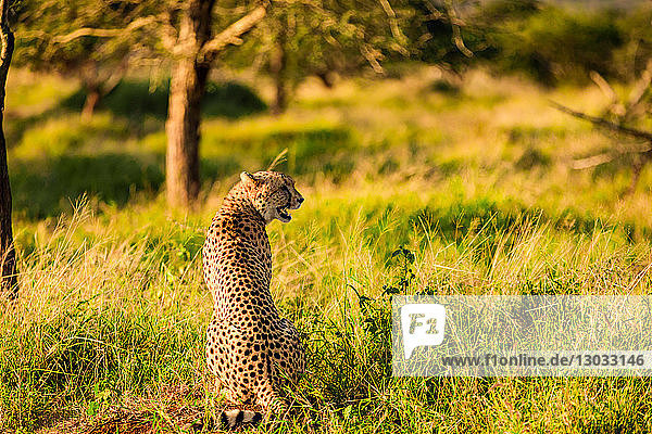 Gepard (Acinonyx jubatus)  Zululand  Südafrika