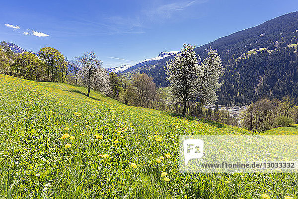 Gelbe Wildblumen auf Grasfeldern im Frühling  Luzein  Region Prattigau-Davos  Kanton Graubünden  Schweiz