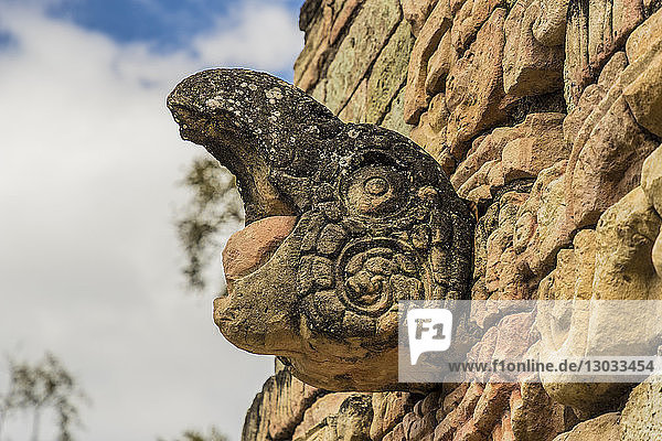 The screaming Macaw on Ball Court in Copan Ruins  UNESCO World Heritage Site  Copan  Honduras