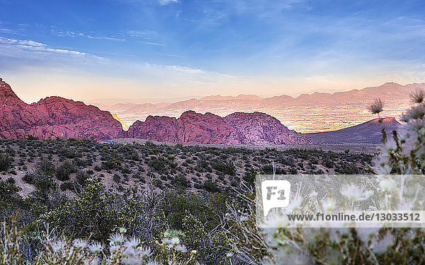 Blick auf Felsformationen und Flora in der Red Rock Canyon National Recreation Area  Las Vegas  Nevada  Vereinigte Staaten von Amerika  Nordamerika