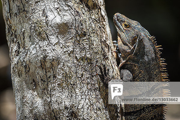 Black Spiny Tailed Iguana Lizard (Ctenosaura similis)  Manuel Antonio National Park Beach  Pacific Coast  Costa Rica